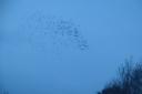 Murmuration of Starlings spotted over St Johns Worcester