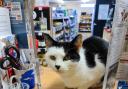 Iney Penlington has paid tribute to Mushu, the Offenham post office cat