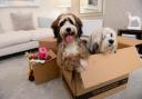 Barratt Homes and the RSPCA are giving pet owners home moving advice