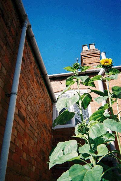 See how tall the sunflowers are getting
