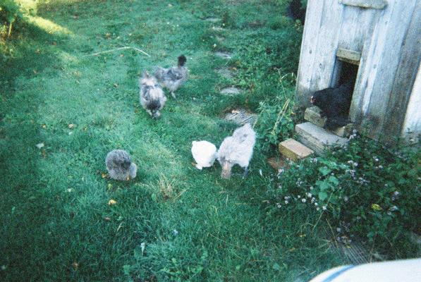The smaller chickens