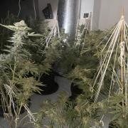 A cannabis grow worth around £125,000 has been discovered at a property in Tewkesbury