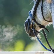 A riding school has urged people to let them know if they can't make their lessons. Credit Getty/cmannphoto