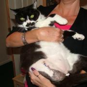 Pilchard the Cat has been left with three legs after a vicious attack in Bidford earlier this month