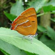 RARE: The brown hairstreak butterfly. Picture by Les Evans