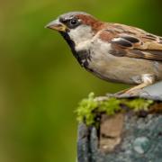 House sparrows are top of the bird table