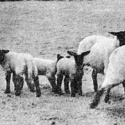 MULTIPLE BIRTHS: The cross-Suffolk ewes at Ab Lench which produced two batches of lambs.