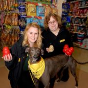 1714579801 Paul Jackson 22.04.14 Evesham Just For Pets have donated dog toys to The Dogs Trust. From left - Sarah Fortey, Dogs Trust volunteer co-ordinator and Laura Bradley, supervisor, Just For Pets. (5591994)