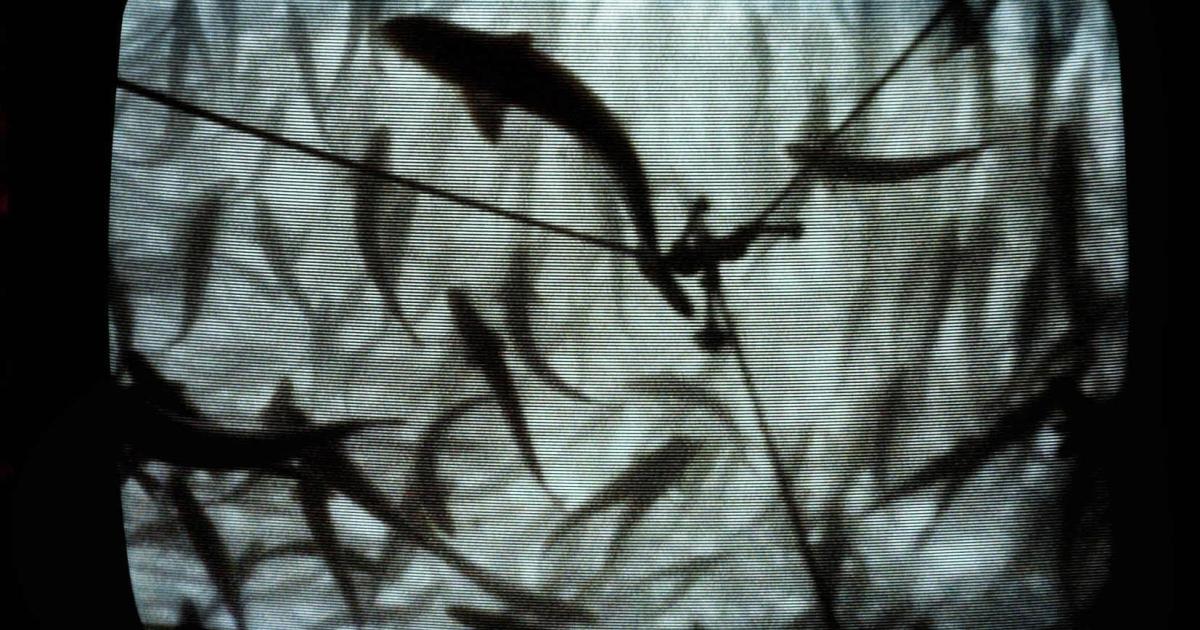 Wild salmon protection zones to be brought in next year - Vimarsana News