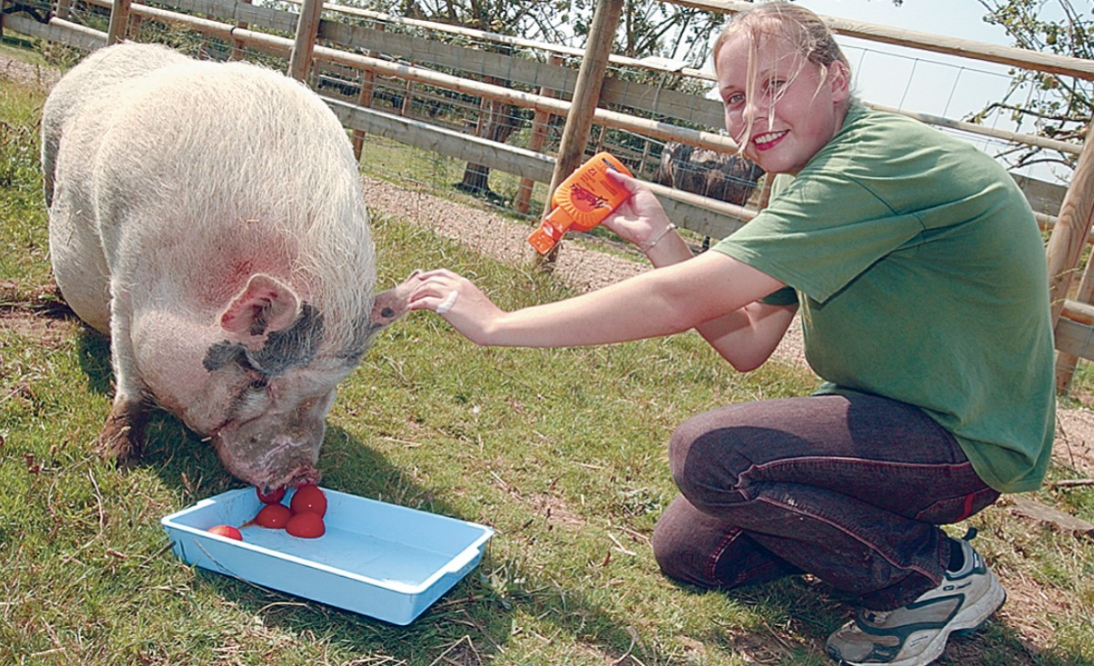 August 2003 and Vale Wildlife Visitors Centre supervisor Rachel Lewis was slapping Factor 20 suncream on the pigs to ensure thedelicate skin on their ears was protected from the 32C heat