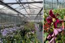 Thorncroft Clematis have won 12 Chelsea Flower Show gold medals