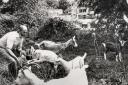 July 1978 and Evesham lock keeper Bill Rogers featured when he borrowed goats to keep the undergrowth on the lock island in check