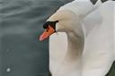 The swan was found with fishing wire wrapped around it's beak