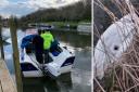 A swan with a hole in its body was recovered from the River Avon through Evesham on Sunday