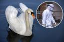 A dead swan has been reported to DEFRA over fears of avian flu..