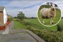 Sheep have been on the loose in Pershore