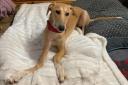Evesham Greyhound and Lurcher Rescue is in desperate need of more foster homes