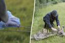 DNA from a black hair caught on a barbwire fence following a sheep attack has offered 'definitive proof' big cats are roaming the British countryside