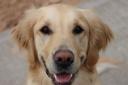Bonnie the Golden Retriever is in need of a new home