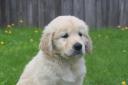 Guide dog puppies need homes in Evesham