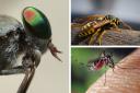 INSECTS: Bites and stings that cause a nuisance this summer.