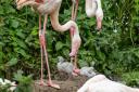 WELCOME: Three flamingo chicks have arrived at Birdland.