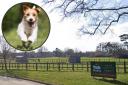 SECURE: A new secure dog park has been launched at Cob House