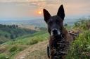 West Merica Police dog Rhino retires