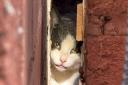 The cat stuck between two houses in Bromsgrove