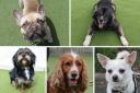 A variety of dogs are looking for new homes, including a Chihuahua and a Yorkshire Terrier/Poodle cross