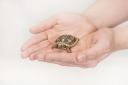 WATCH: Meet Finn, the tiny pancake tortoise no bigger than a 50p piece
