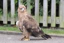 The eagle has landed: The Indian Tawny Eagle spotted in Broom