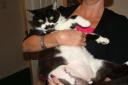 Pilchard the Cat has been left with three legs after a vicious attack in Bidford earlier this month