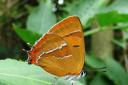 RARE: The brown hairstreak butterfly. Picture by Les Evans