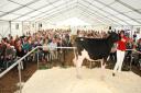 SALE: In the ring at Greville Hall Farm, Hinton-on-the-Green