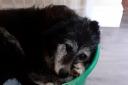 Rescue dog Riza needs a home