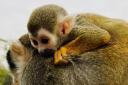 Does the adorable baby squirrel monkey look more like a Saffron or a Riva? Photo: All Things Wild Facebook