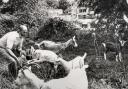July 1978 and Evesham lock keeper Bill Rogers featured when he borrowed goats to keep the undergrowth on the lock island in check