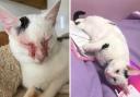 BEFORE AND AFTER: Rocky is enjoying life now having once been close to being put down for a severe eye infection