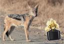 All Things Wild is asking for perfumes to help ecnourage natural behaviour in their animals, such as the jackals