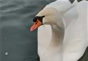 The swan was found with fishing wire wrapped around it's beak
