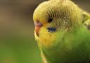 An owner is on the hunt for their 21 pet budgies which were released when Storm Eunice blew over their aviary