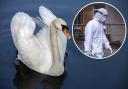 A dead swan has been reported to DEFRA over fears of avian flu..