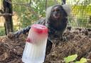 Animals such as the common marmoset have been enjoying icey treats and damp towels as they try to keep cool during the heatwave