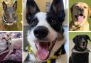 Could you give one of these 5 dogs a loving home? (Dogs Trust/Canva)