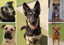 These 5 dogs with Dogs Trust Evesham are looking for their forever homes