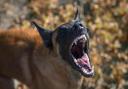 Police are investigating after a 'Belgian shepherd cross' attacked another dog. Stock image