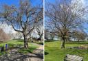 Two trees in Abbey Park in Evesham will be getting the chop.