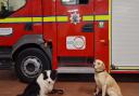 Two dogs were welcome to Chipping Norton Fire Station to help firefighters in their first aid training.