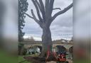 The 400-year-old Evesham oak tree is set to be removed this week.